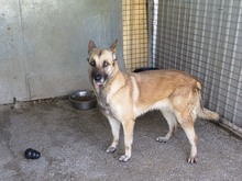 BARNA, Hund, Schäferhund Mischling in Spanien - Bild 1