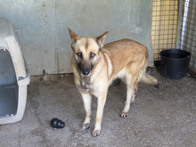 BARNA, Hund, Schäferhund Mischling in Spanien - Bild 2