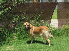BARNA, Hund, Schäferhund Mischling in Spanien - Bild 3