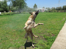 BARNA, Hund, Schäferhund Mischling in Spanien - Bild 4