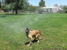 BARNA, Hund, Schäferhund Mischling in Spanien - Bild 5
