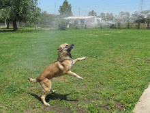 BARNA, Hund, Schäferhund Mischling in Spanien - Bild 6