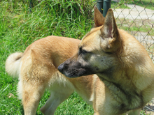BARNA, Hund, Schäferhund Mischling in Spanien - Bild 7