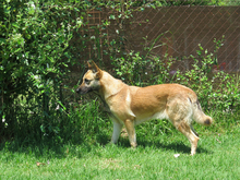 BARNA, Hund, Schäferhund Mischling in Spanien - Bild 8