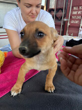 ADAM, Hund, Mischlingshund in Rumänien - Bild 1
