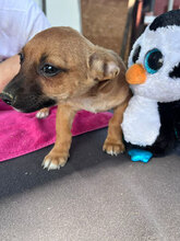 ADAM, Hund, Mischlingshund in Rumänien - Bild 2