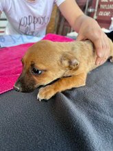 ADAM, Hund, Mischlingshund in Rumänien - Bild 4