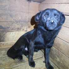 PETERLE, Hund, Mischlingshund in Rumänien - Bild 2