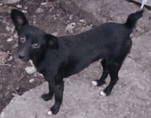 PEANUT, Hund, Mischlingshund in Rumänien - Bild 2