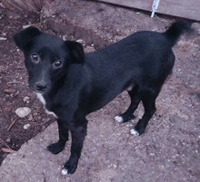 PEANUT, Hund, Mischlingshund in Rumänien - Bild 3