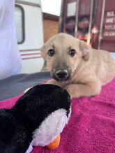 ABU, Hund, Mischlingshund in Rumänien - Bild 2
