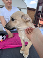 ABU, Hund, Mischlingshund in Rumänien - Bild 3