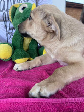 ABU, Hund, Mischlingshund in Rumänien - Bild 4