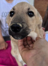 ABU, Hund, Mischlingshund in Rumänien - Bild 5
