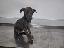 ZEUS, Hund, galgo in Spanien - Bild 1