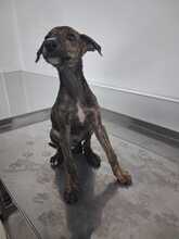 ZEUS, Hund, galgo in Spanien - Bild 2