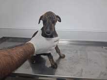 ZEUS, Hund, galgo in Spanien - Bild 3