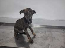 ZEUS, Hund, galgo in Spanien - Bild 4