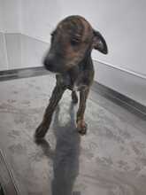 ZEUS, Hund, galgo in Spanien - Bild 5
