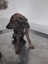 ZEUS, Hund, galgo in Spanien - Bild 6