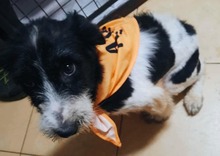 VICTORIA, Hund, Mischlingshund in Rumänien - Bild 1