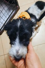 VICTORIA, Hund, Mischlingshund in Rumänien - Bild 2