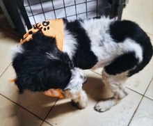 VICTORIA, Hund, Mischlingshund in Rumänien - Bild 3