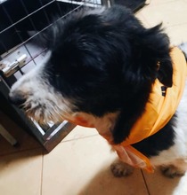 VICTORIA, Hund, Mischlingshund in Rumänien - Bild 4