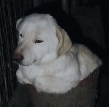 PHILLIP, Hund, Mischlingshund in Rumänien - Bild 1