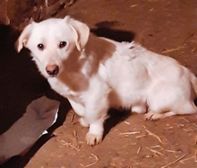 PHILLIP, Hund, Mischlingshund in Rumänien - Bild 2