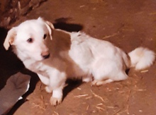PHILLIP, Hund, Mischlingshund in Rumänien - Bild 3