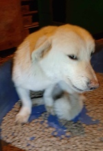 PHILLIP, Hund, Mischlingshund in Rumänien - Bild 4