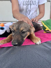 AURORA, Hund, Mischlingshund in Rumänien - Bild 2