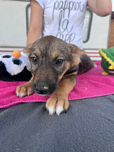 AURORA, Hund, Mischlingshund in Rumänien - Bild 5