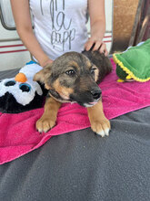 AURORA, Hund, Mischlingshund in Rumänien - Bild 6