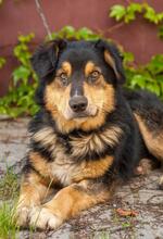 DICK, Hund, Mischlingshund in Ukraine - Bild 1