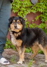 DICK, Hund, Mischlingshund in Ukraine - Bild 2