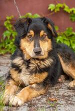 DICK, Hund, Mischlingshund in Ukraine - Bild 3