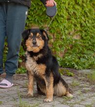 DICK, Hund, Mischlingshund in Ukraine - Bild 4