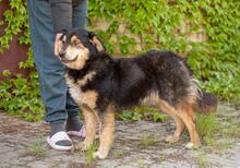 DICK, Hund, Mischlingshund in Ukraine - Bild 5