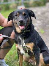 RICHIE, Hund, Mischlingshund in Ukraine - Bild 1