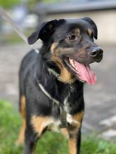 RICHIE, Hund, Mischlingshund in Ukraine - Bild 2