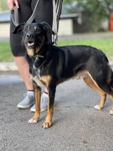 RICHIE, Hund, Mischlingshund in Ukraine - Bild 4
