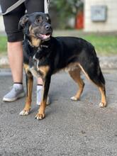 RICHIE, Hund, Mischlingshund in Ukraine - Bild 5