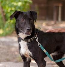 REM, Hund, Mischlingshund in Ukraine - Bild 1