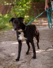 REM, Hund, Mischlingshund in Ukraine - Bild 2