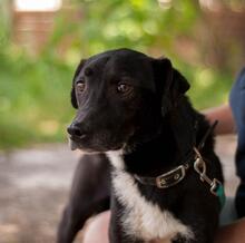 REM, Hund, Mischlingshund in Ukraine - Bild 3