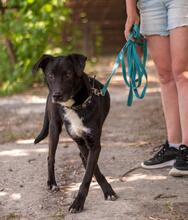REM, Hund, Mischlingshund in Ukraine - Bild 4