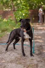 REM, Hund, Mischlingshund in Ukraine - Bild 5
