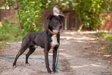 REM, Hund, Mischlingshund in Ukraine - Bild 6